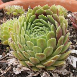 Sempervivum - Dachwurz - Hauswurz